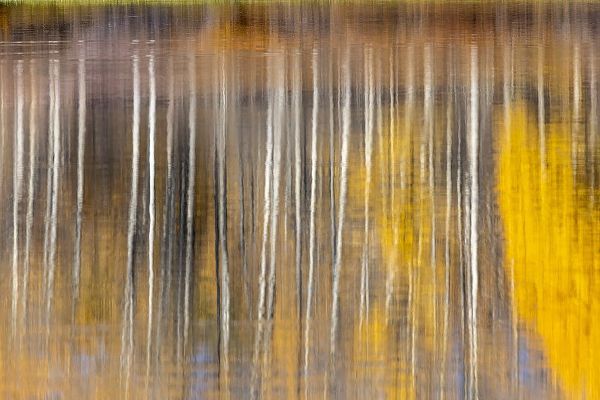 Jones, Adam 아티스트의 Autumn aspens abstract reflection at Oxbow Bend-Grand Teton National Park-Wyoming작품입니다.